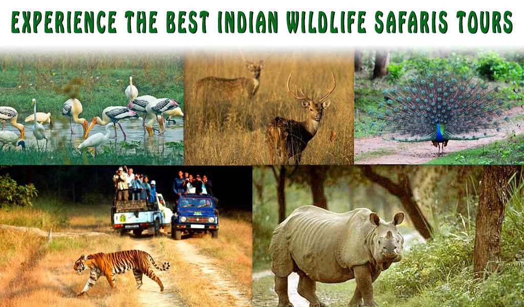 wildlife india tours