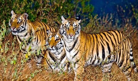 India Wildlife Tours | Indian Wildlife Tours | India Tiger Tours