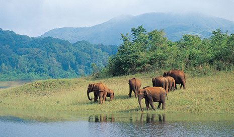 Top 10 Unforgettable Wildlife Safari Adventures in India - Elephant Herds and Spice Plantations